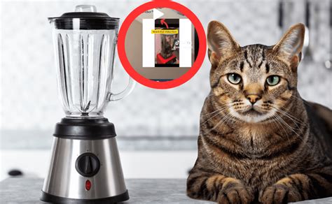 who put a cat into a blender|Who is the cat in blender guy as he’s arrested after full video goes ...